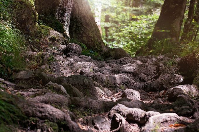 magic forest magic forest