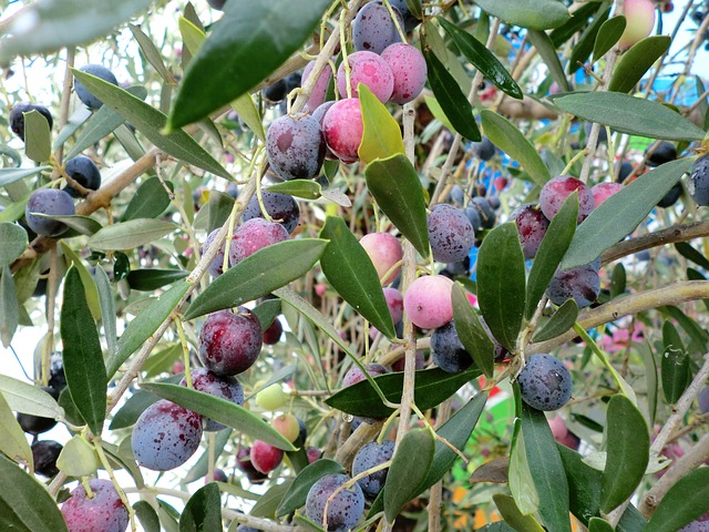 olives