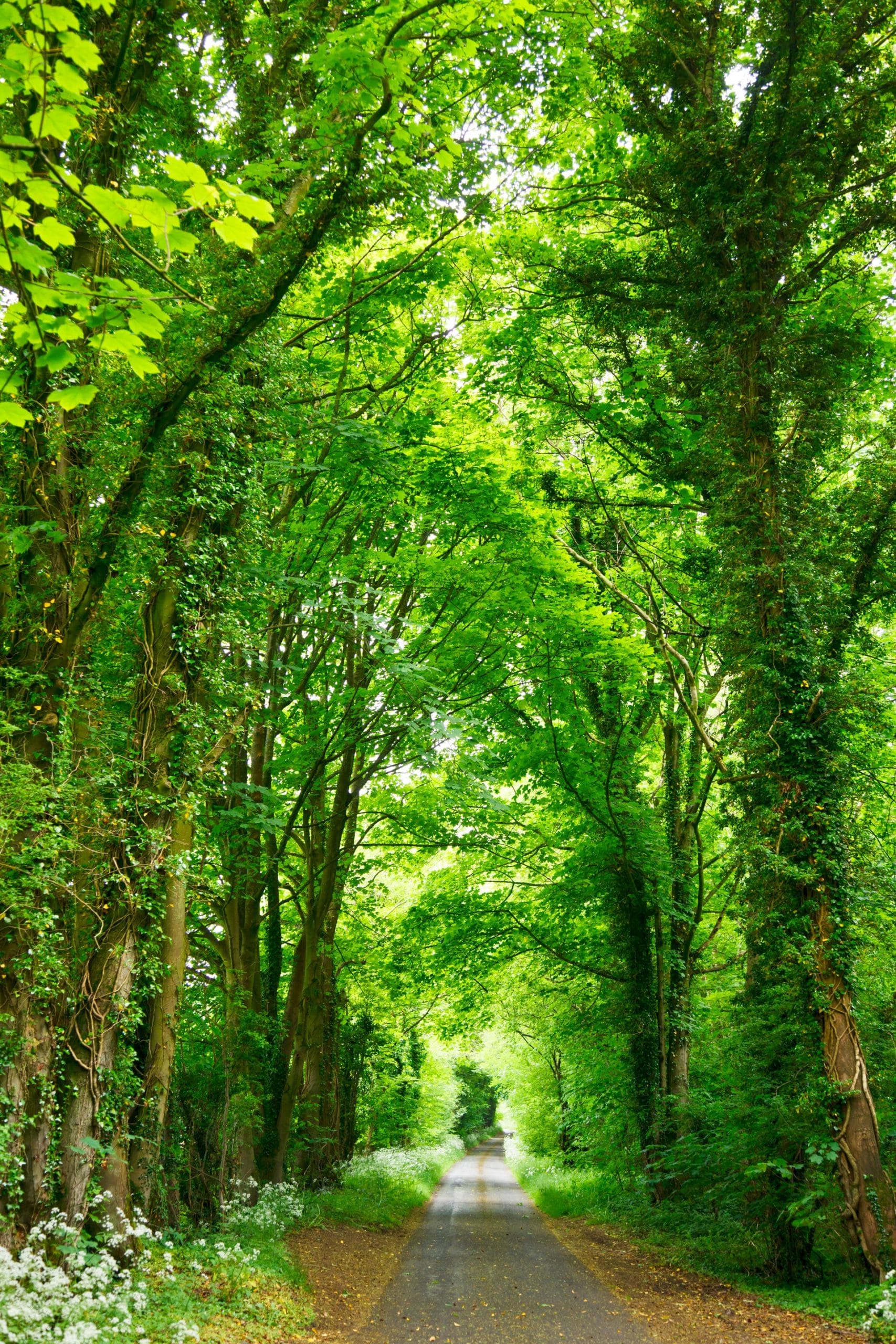 lush environment