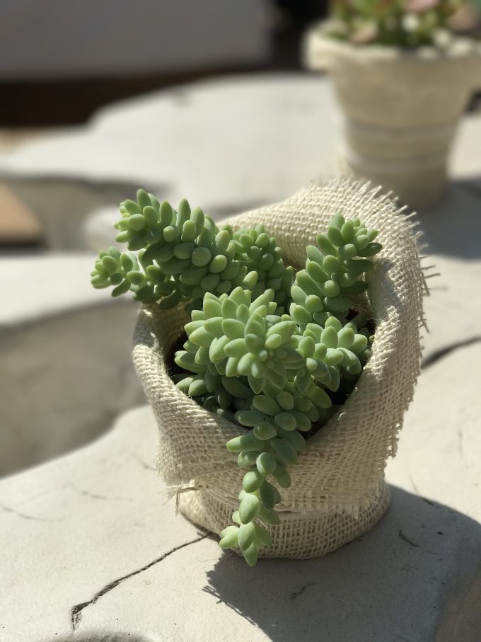 succulents