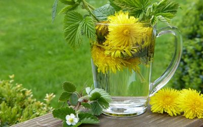 Exploring The Wellness Power Of Dandelions!
