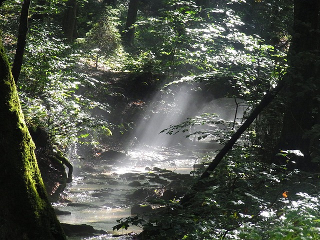 forest waterfall