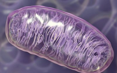 Easy Ways To Keep Your Mitochondria Happy (& They Might Just Keep Your Body Vibrantly Young!)
