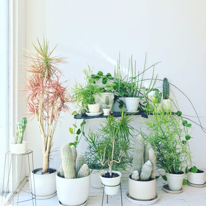 plant family