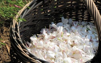 Exploring The Power Of Jasmine Oil