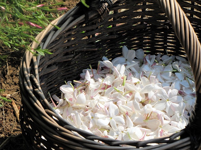 Exploring The Power Of Jasmine Oil