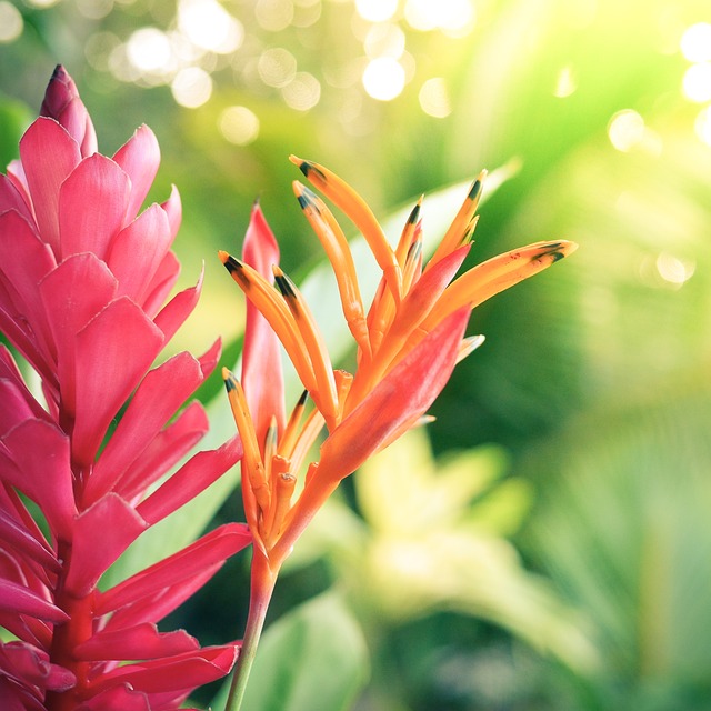 flower-580827_640
