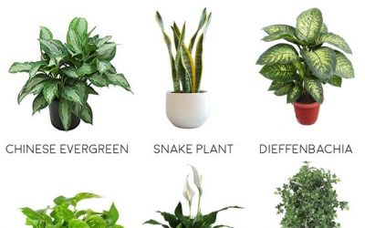 The Best Plants For A Bathroom Or Shower!