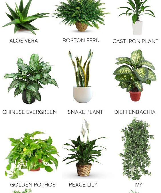 The Best Plants For A Bathroom Or Shower!