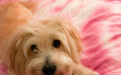 More Love For Your Home Means More Love For Your Life