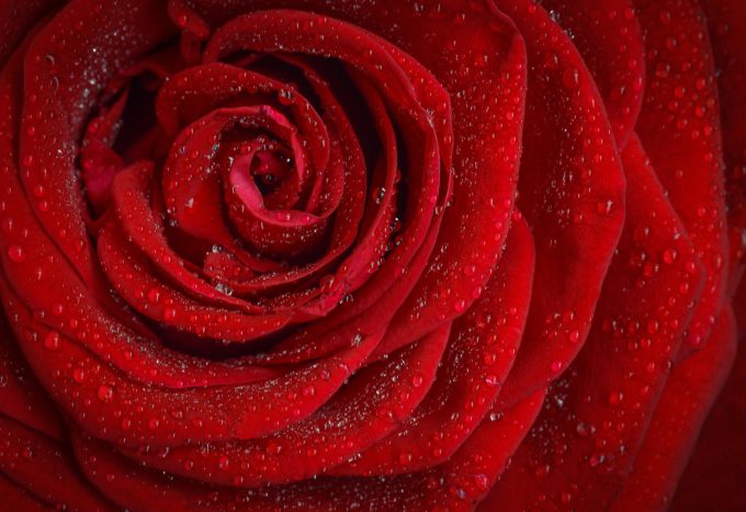 rose-1642970_1920