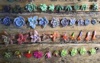 Feng Shui Money Plants That You Can Grow Easily At Home!