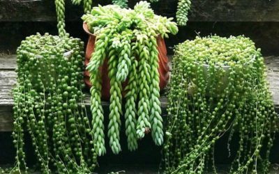 Feng Shui To Make A Breakthrough!