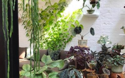 Plant Consciousness Is A Mindblowing Reason To Live In Tune With Nature To Transform Your Life!