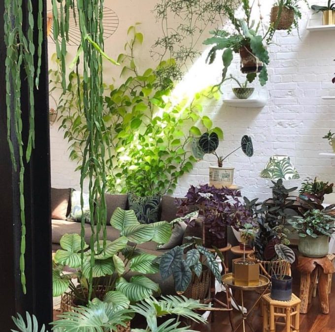 Plant Consciousness Is A Mindblowing Reason To Live In Tune With Nature To Transform Your Life!