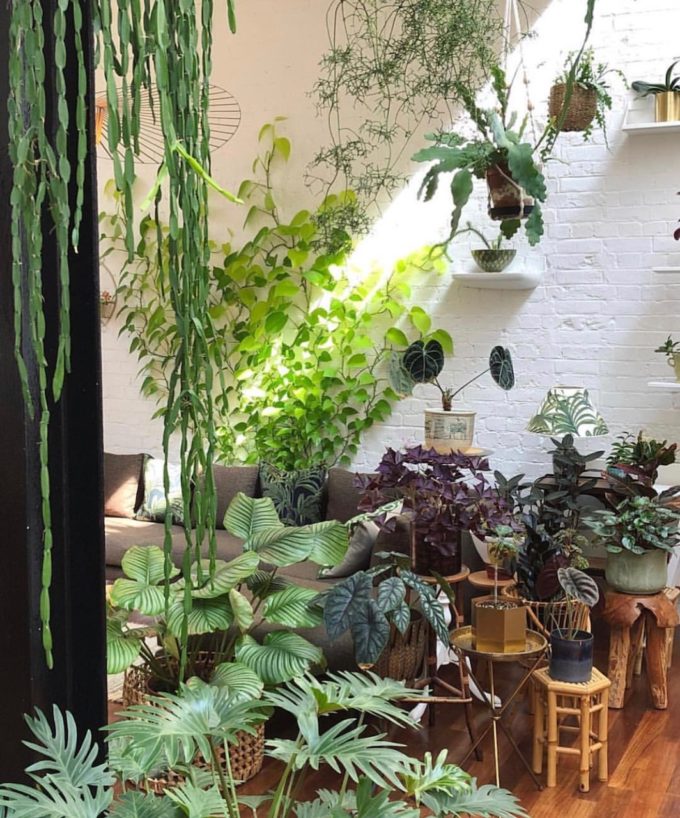 plants