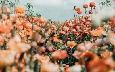 Embrace Fresh Flower Energy In Your Feng Shui!