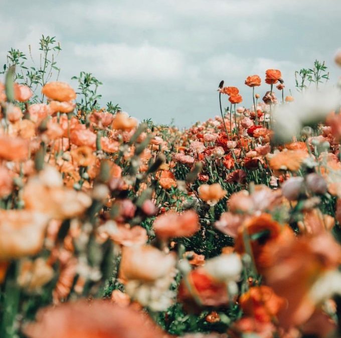 Embrace Fresh Flower Energy In Your Feng Shui!