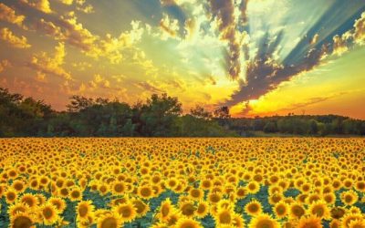 Raise Your Energy Higher And Everything You Do Will Be Richer!