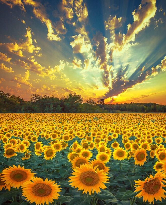 sunflowers