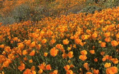 8 Spring Feng Shui Habits That Have Been Sparking So Much Magnetism And Synchronicity!