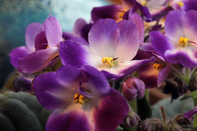african violets in feng shui