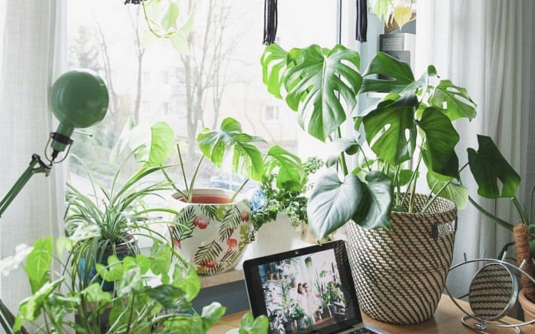 A Ritual To Set Intentions And Grow Them In Your Life!