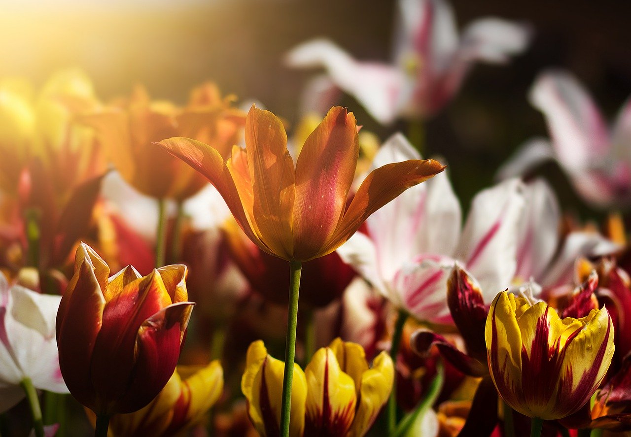 tulips-4933492_1280