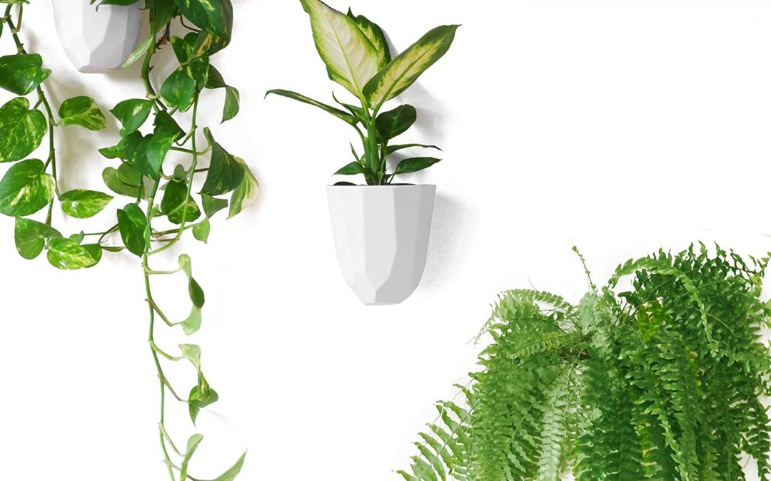 Create Space To Grow Plants (And Abundance!) At Home!