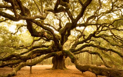 Simple Root Chakra Feng Shui To Get Grounded, Centered And Prosperous!