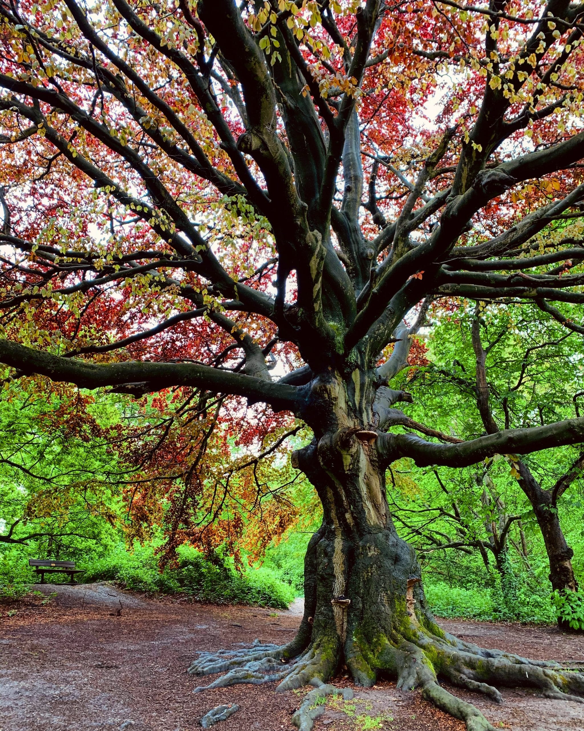 root chakra feng shui 