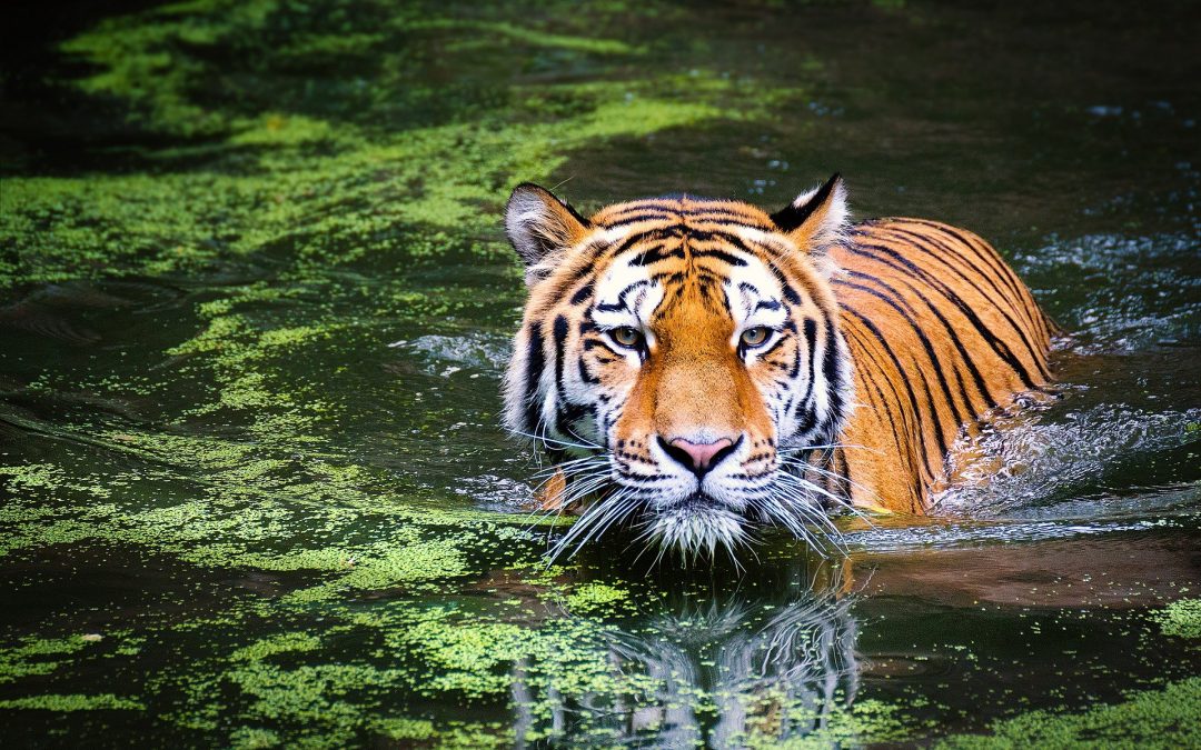 2022 Feng Shui For The Year Of The Water Tiger!