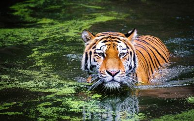 2022 Feng Shui For The Year Of The Water Tiger!