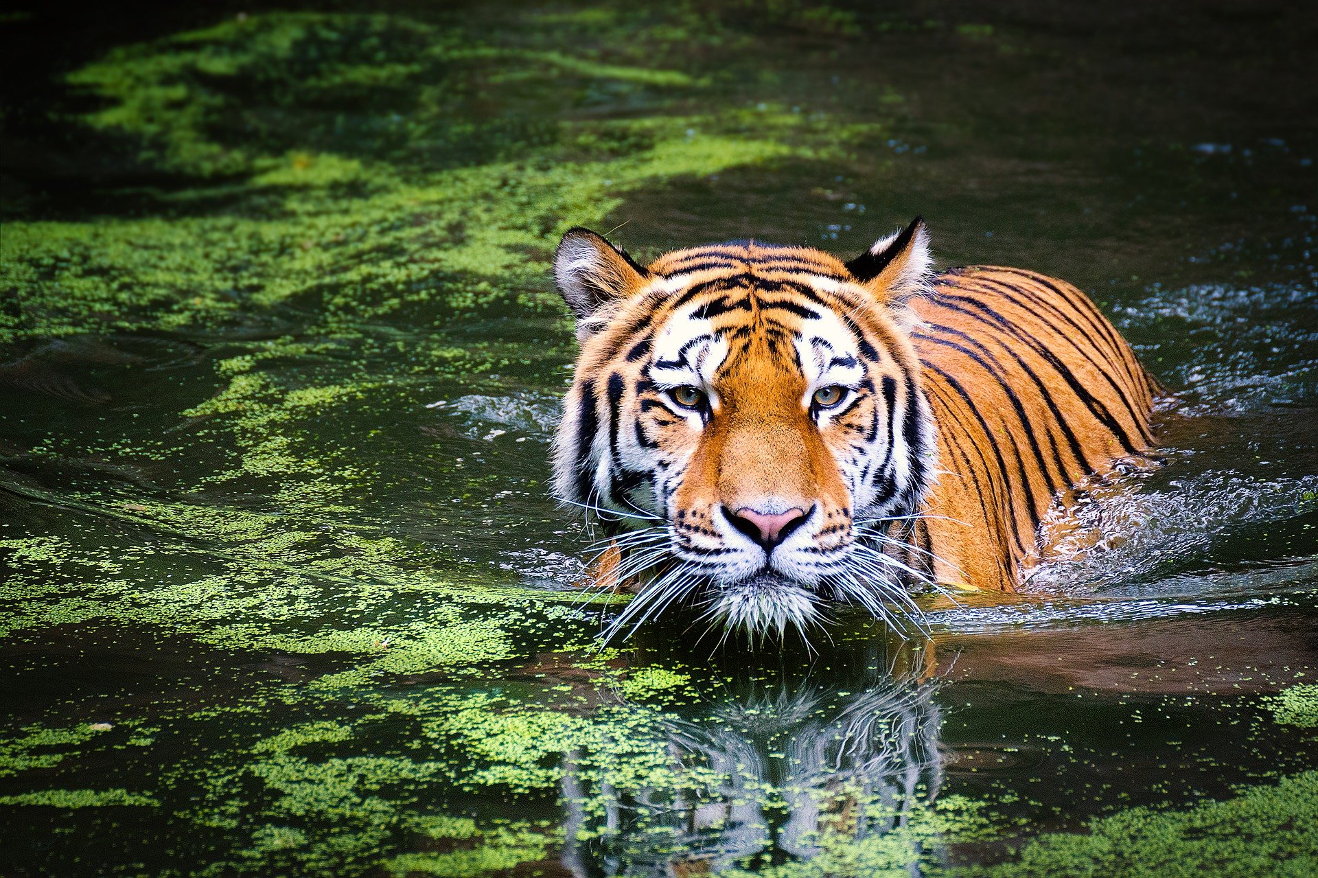 year of the water tiger 2022