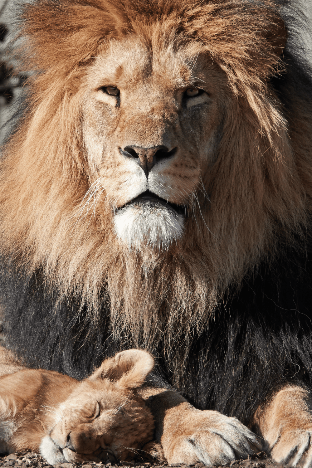 lionsgate 88 2022 feng shui