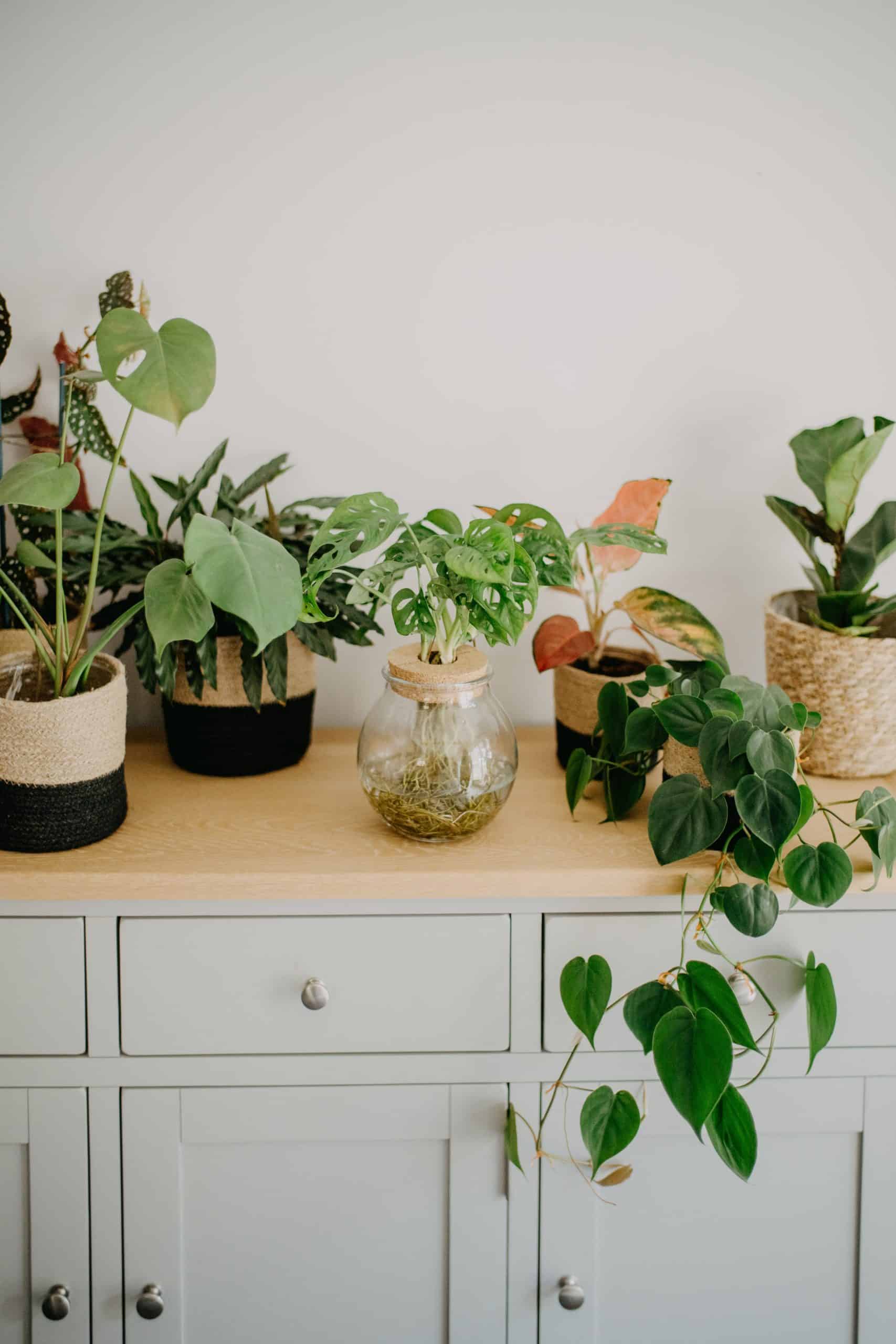 Why I Love Collecting Houseplants