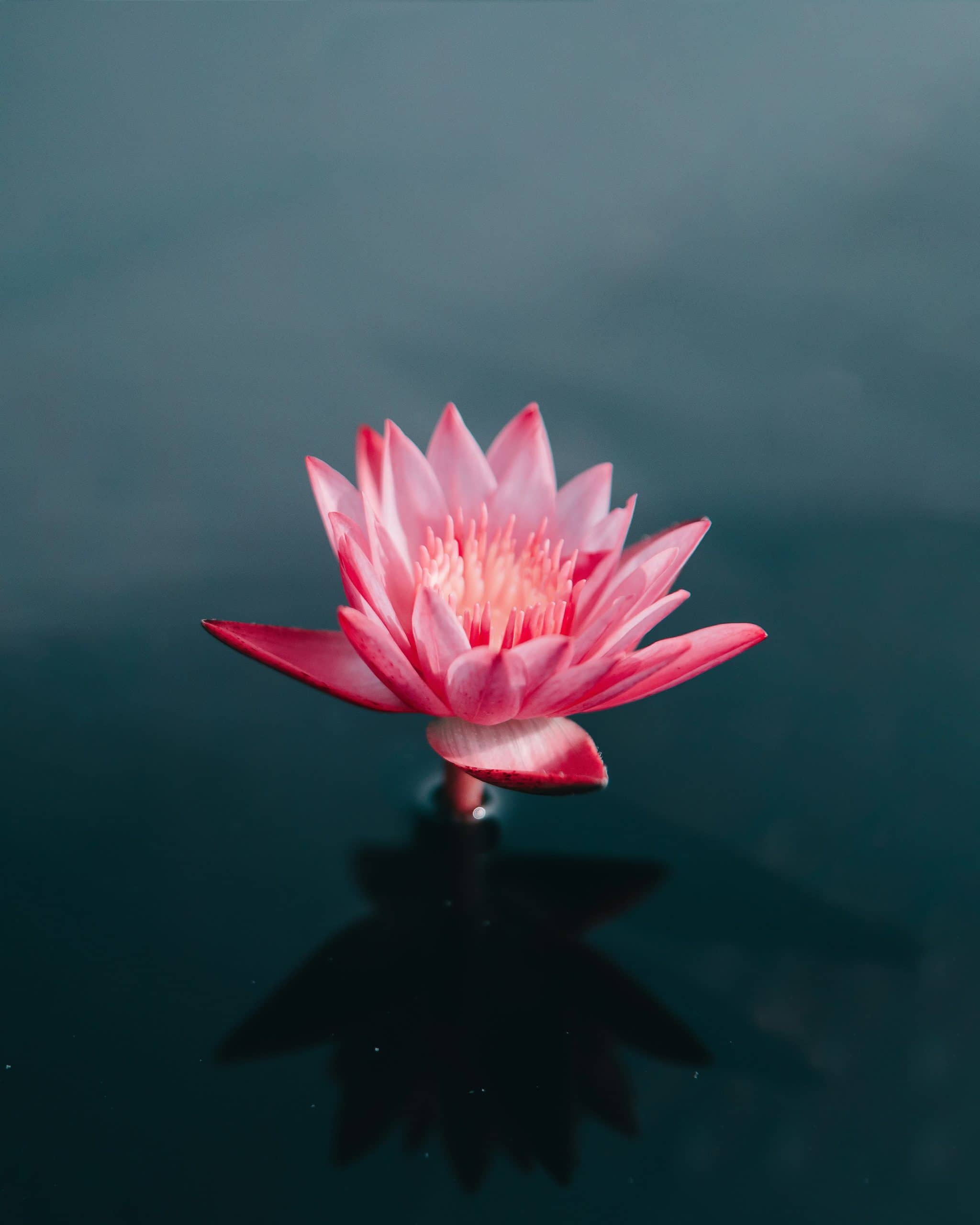 Vital Tips To Visualize And Live Your Dream Life