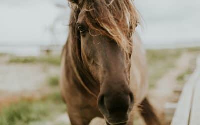 2026 Fire Horse Feng Shui Forecast!