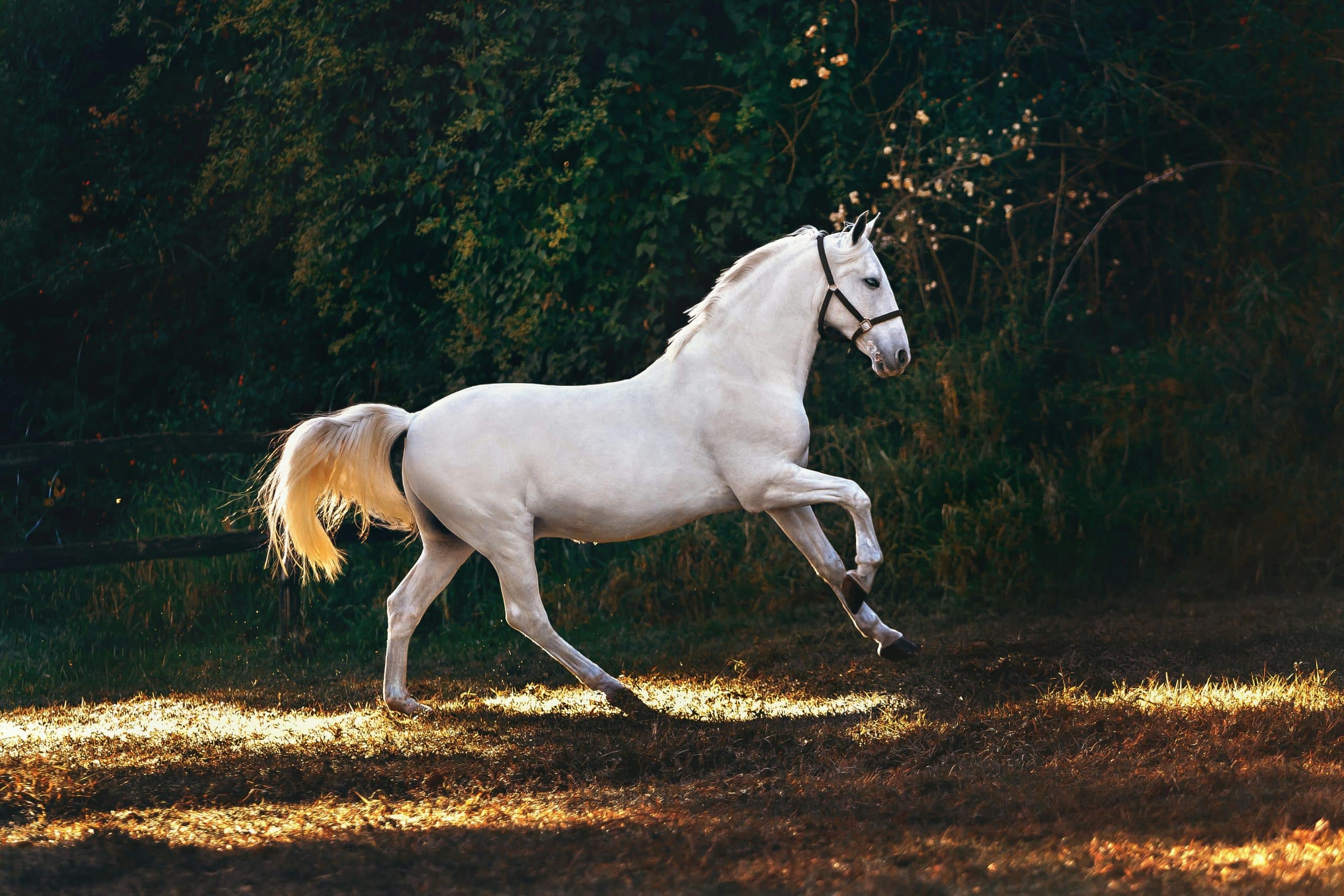 helena-lopes-7FC4WpyYcfQ-unsplash fire horse year feng shui