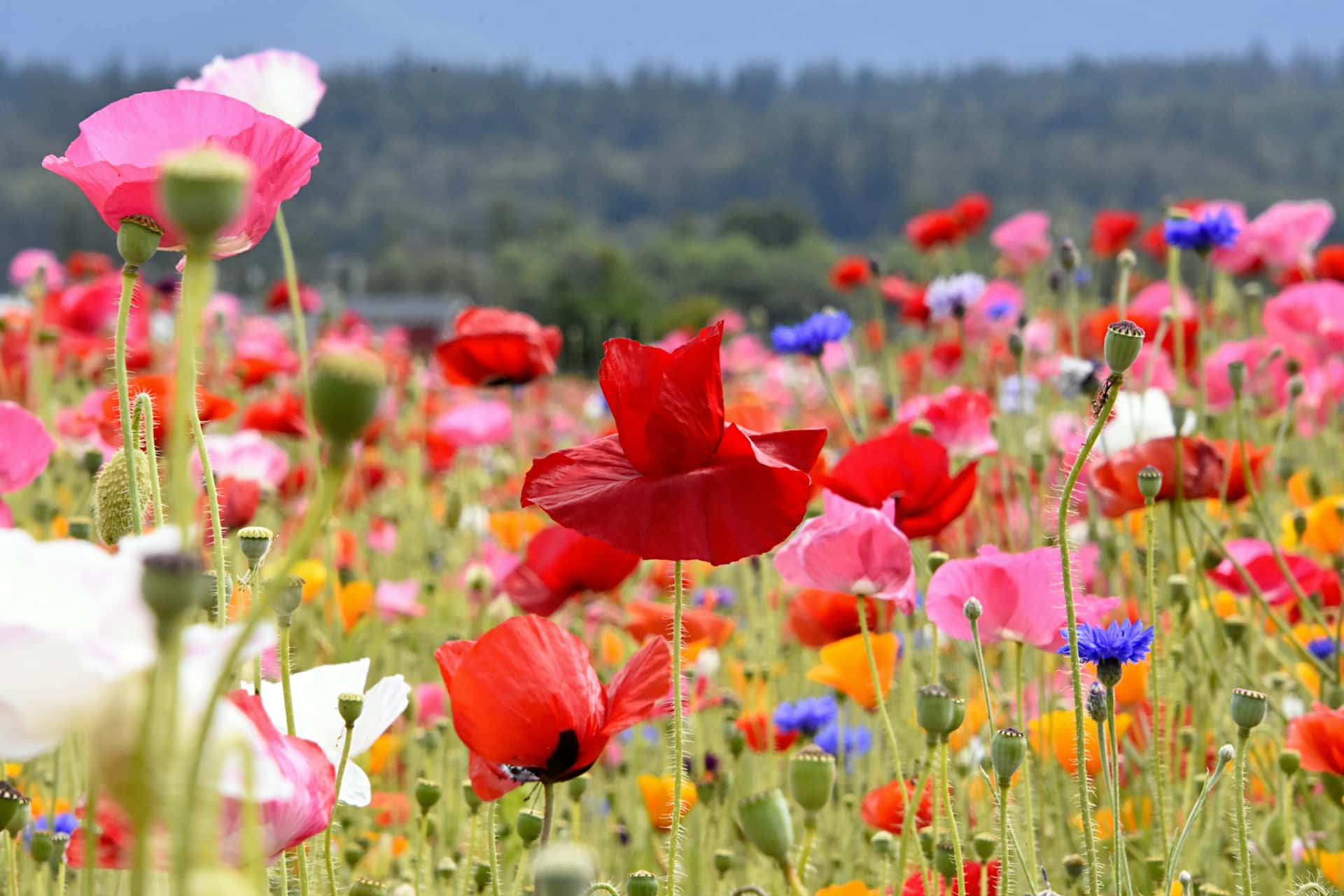 townsend-walton-Is9SAo8d-t0-unsplash become luckier