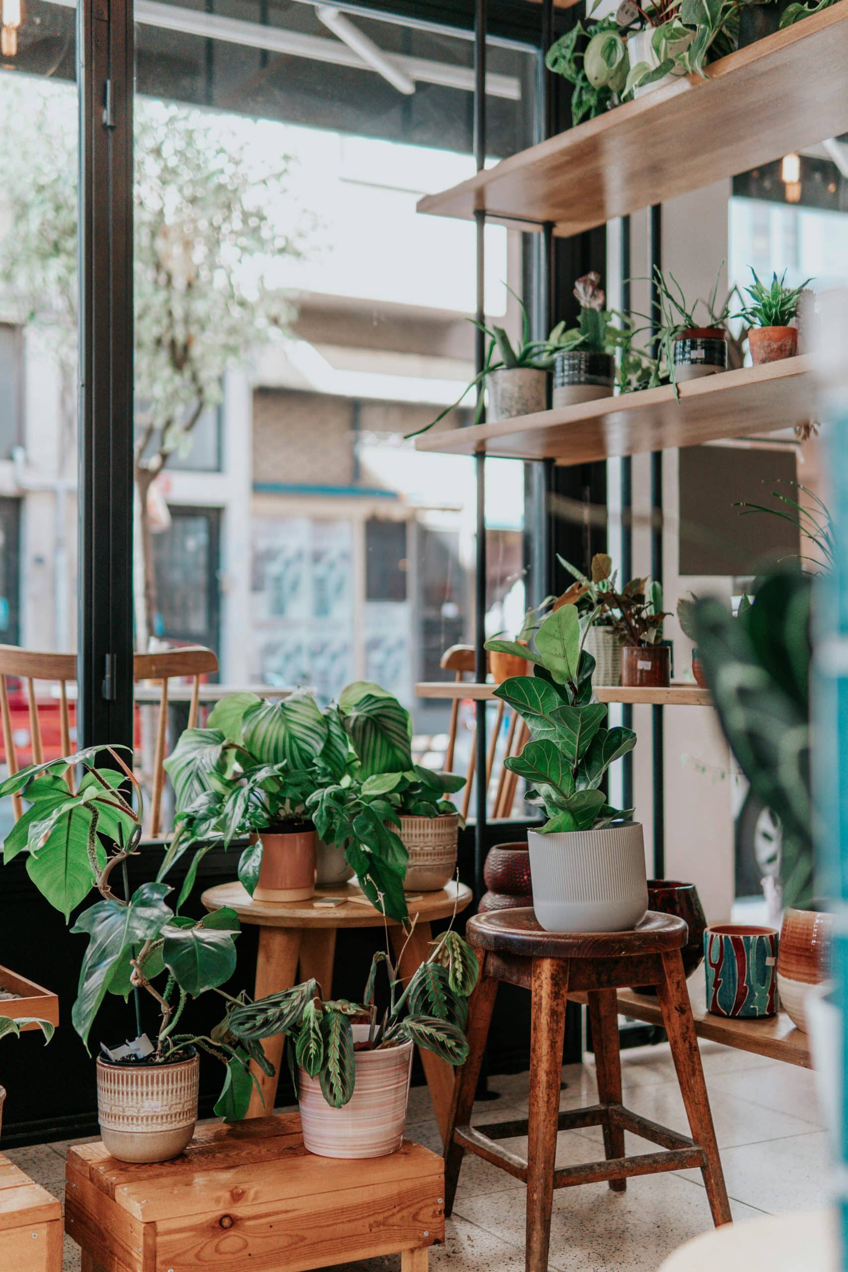grow plants to manifest much more 