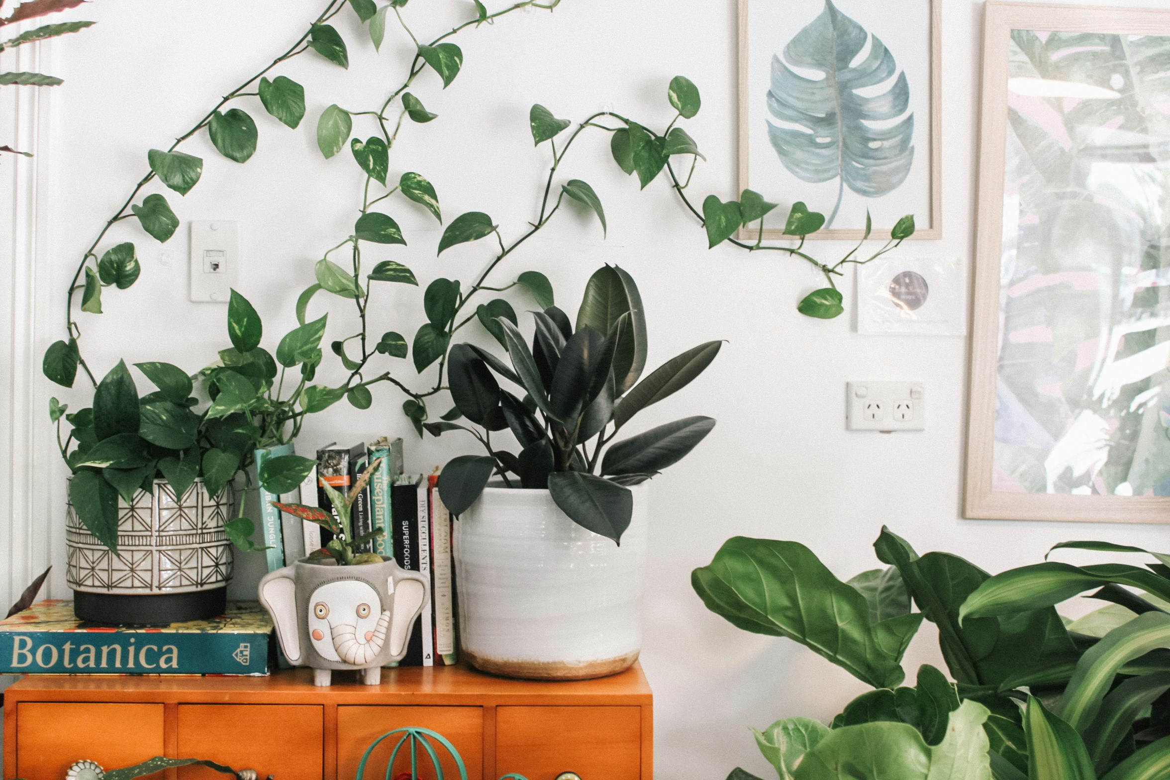 Grow Plants To Manifest Much More!